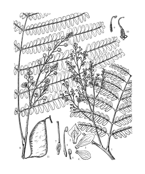 Natural compounds from  Caesalpinia sappan